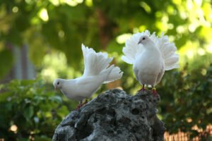 Dove with different colors define your moods