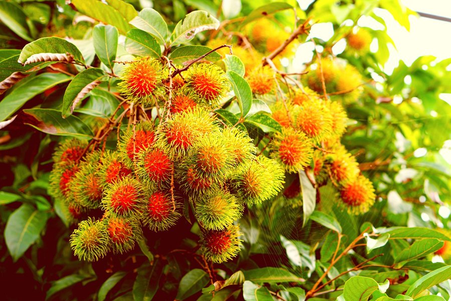 rambutan fruit benefits