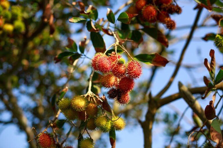 What is the benefits of eating rambutan?